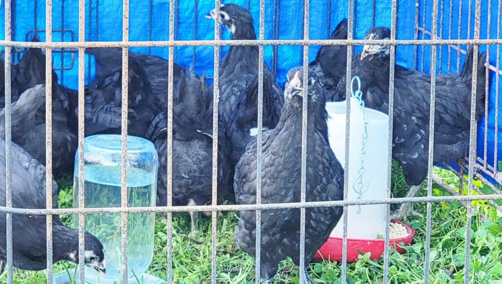 10 week old black chicks in a dog crate