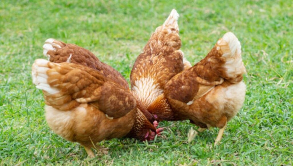 three Rhode Island Red hens grazing on green grass