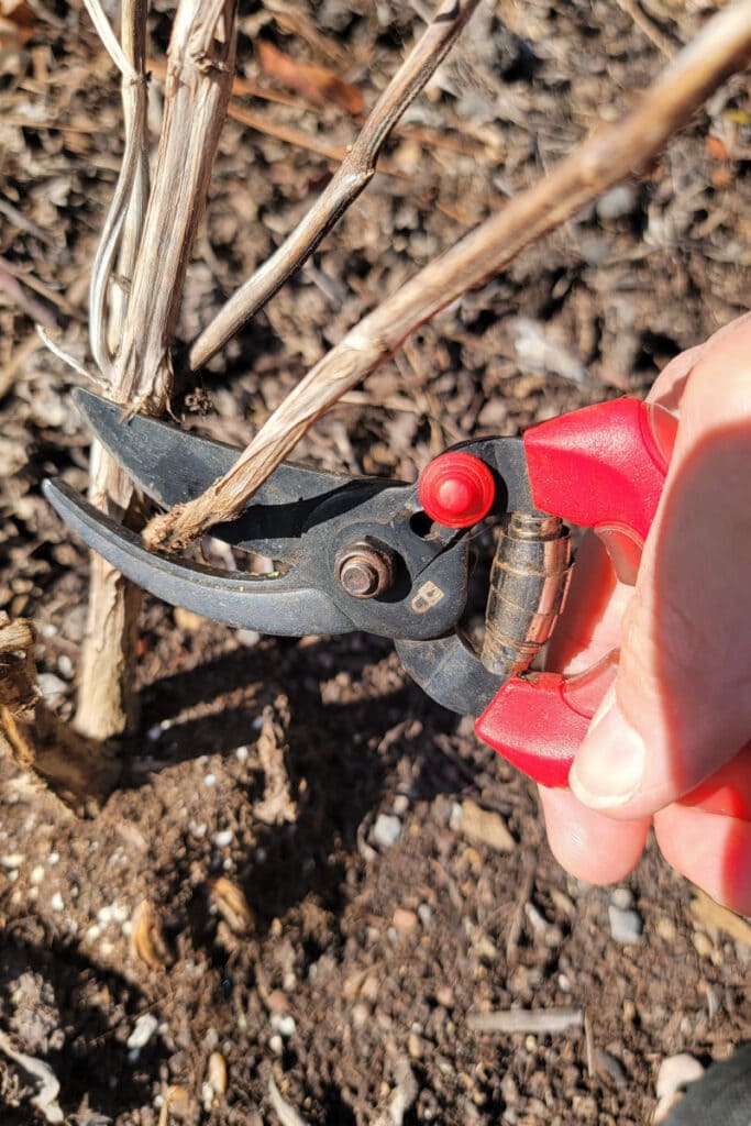 red handled pruning sheers trimming a stem