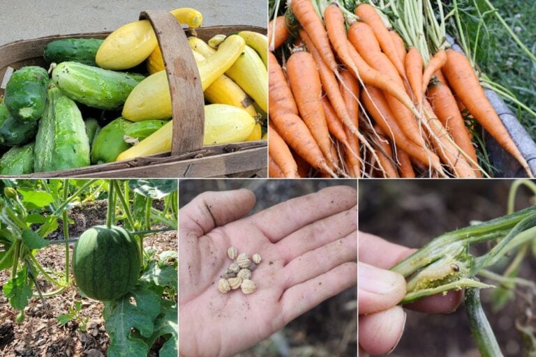 collage of garden vegetables