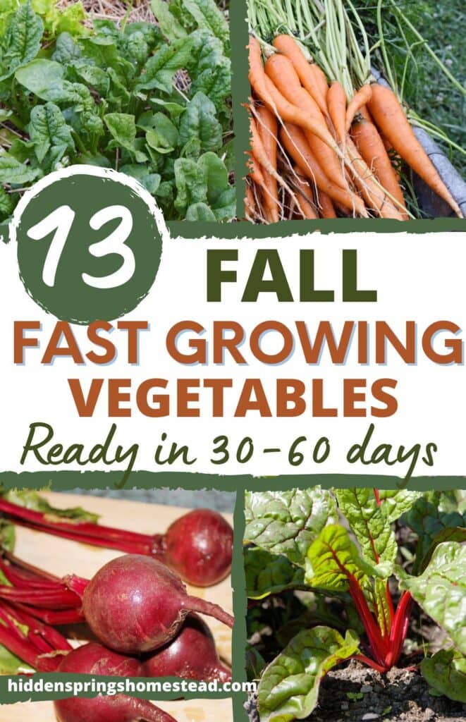 collage of 4 fast-growing vegetable for a fall garden with text overlay that reads 13 fall fast growing vegetables ready in 30-60 days