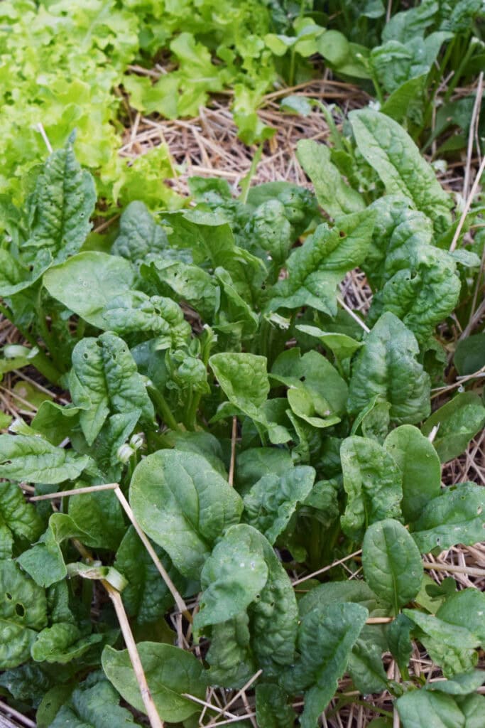 fresh fast growing spinach in a fall garden ready for harvest