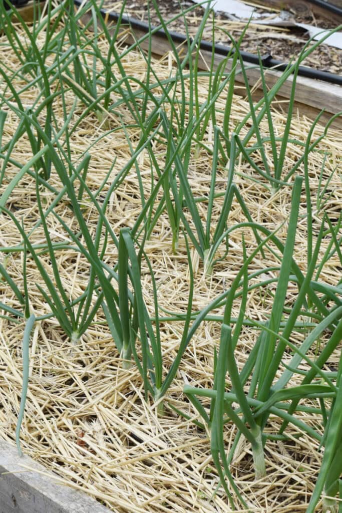 green onions, quick growing vegetable