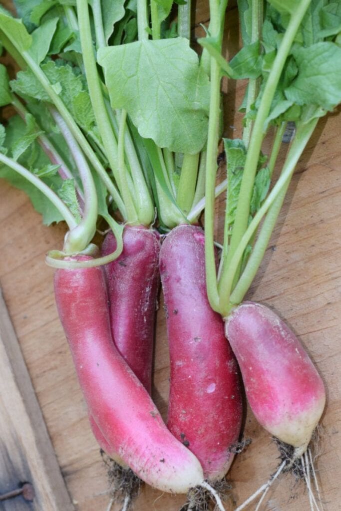 fast growing vegetable radishes