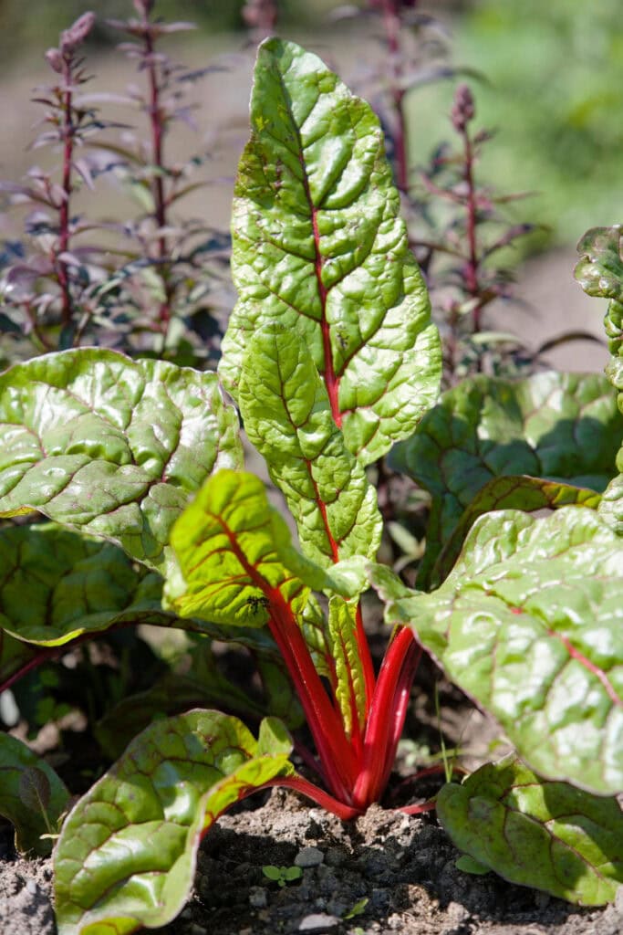 Swiss Chard a fast growing fall vegetable
