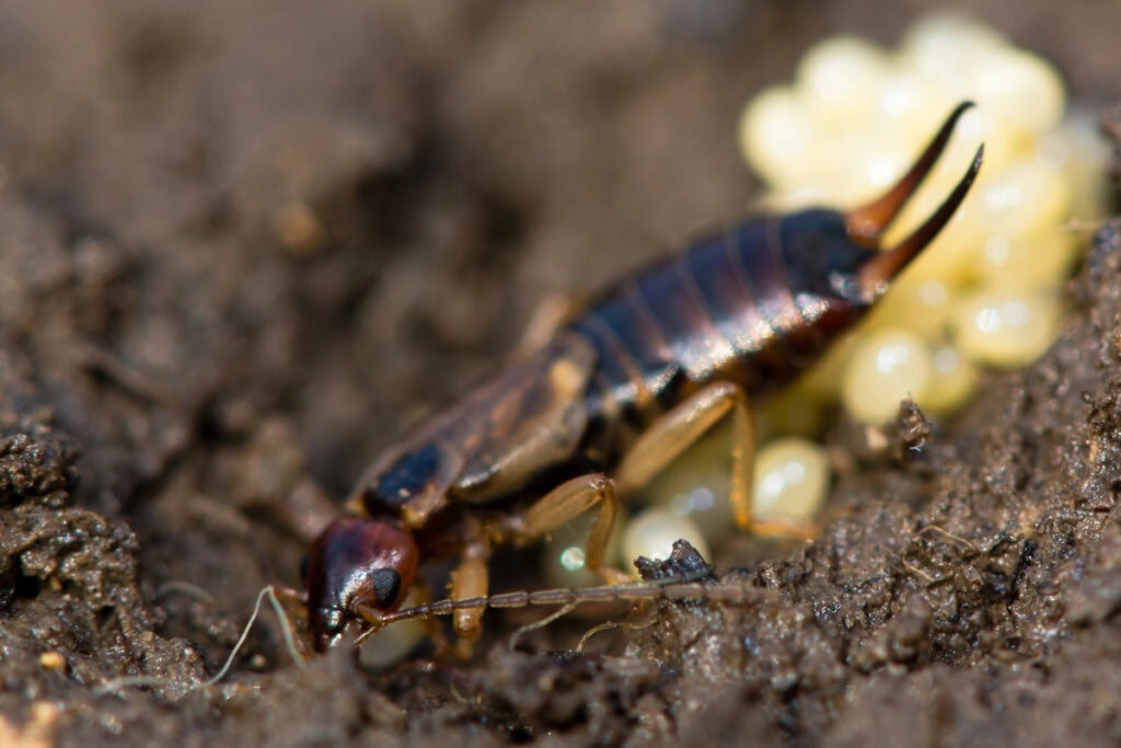 female earwig on near her eggs