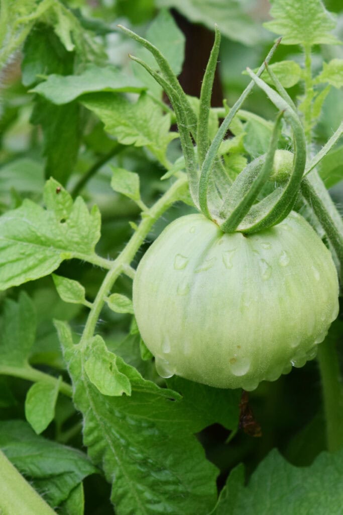 single green tomato on a vine