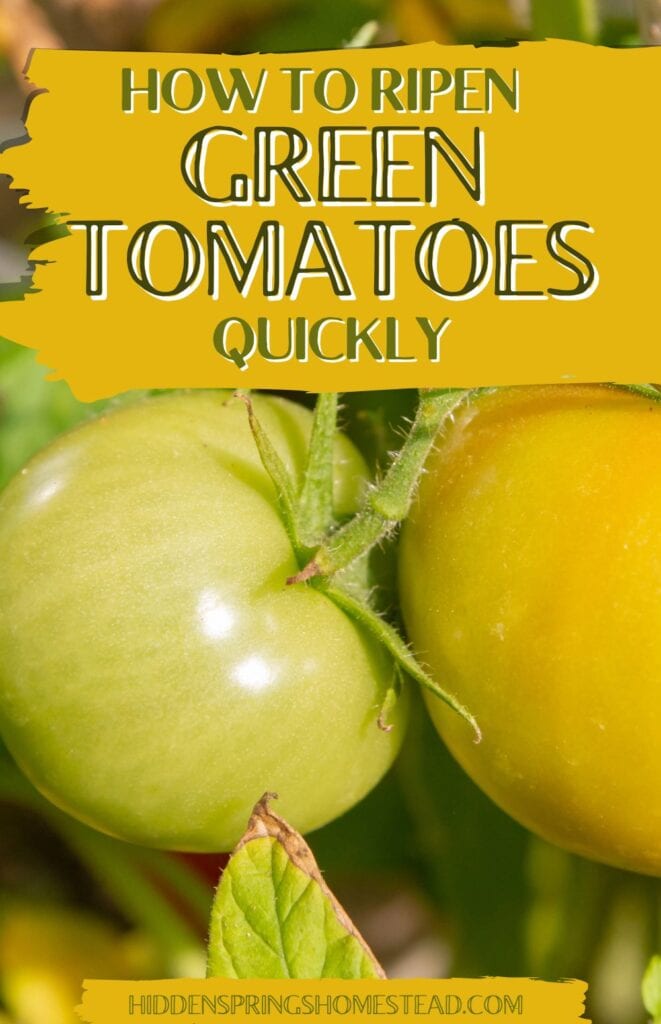 green tomatoes on a vine with text overlay that reads How to Ripen Green Tomatoes Quickly