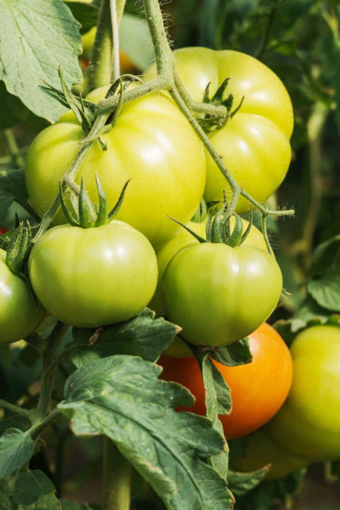 big green tomatoes on a vine
